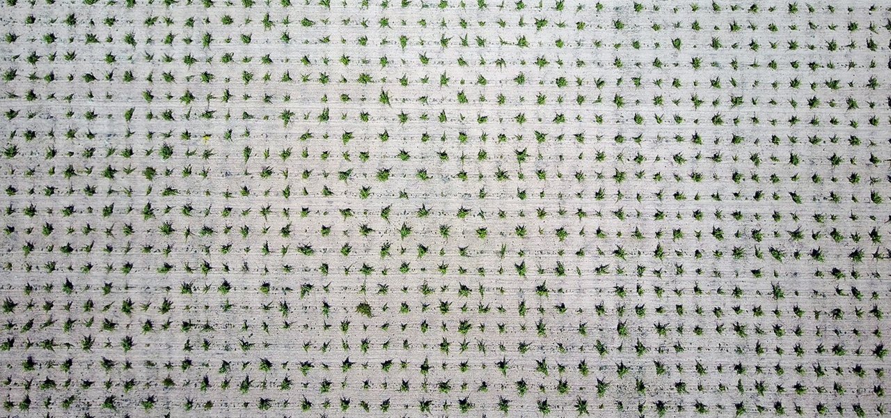 Tinta de Toro Bush Vines